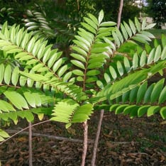 Tongkat Ali (Eurycoma longifolia)